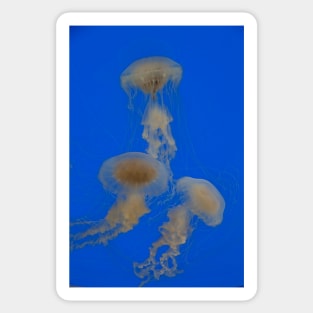 Jellyfish Dance. Aquarium of Xcaret. Sticker